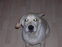 Iarna 2009 064